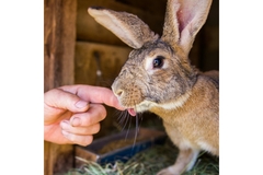 Image A hand reaching out and petting a rabbit.