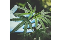 Image Hemp leaves in hands.