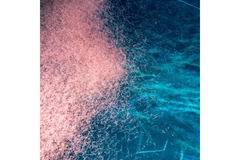 Image Krill in the ocean.