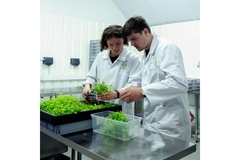 Image People working in a farm for natural ingredients.