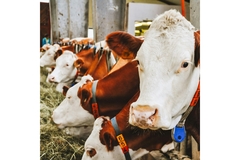 Image cows in a dairy farm.