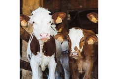 Image Cows