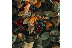 Red and black currants growing in a forest.