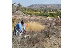 Image Woman harvesting Myrothamnus flabelli leaves in ZImbabwe.