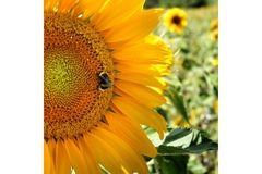 Sunflower and bees.