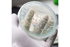 Image Yeast R&D