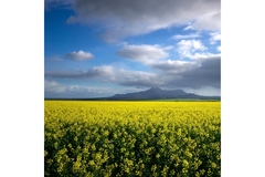 Image A canola field