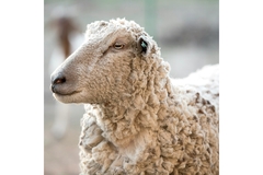 Image A sheep.