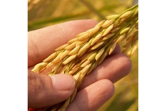 Image Grains of rice