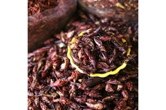 Image insects.