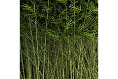 Bamboo.
