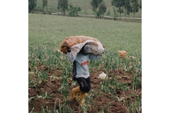 Image A farmer.