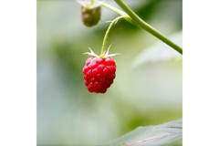 Image raspberry.