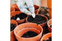 Image Seeds food security sustainable agriculture