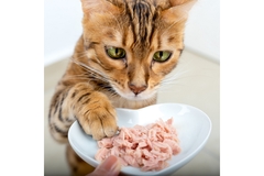 Image cat reaching for pet food.