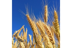 Image Wheat grain in field