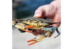 Image A crab.