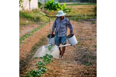 farmer watering crops.