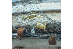 Image Crabs and lobsters.