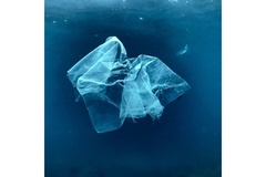 Image A plastic bag floating in the water.
