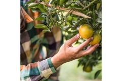 Image An orange farmer.