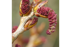 Apinol360 is derived from plants.