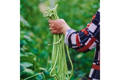 Image a person holding long beans.