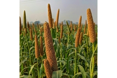 Image Pearl millet.