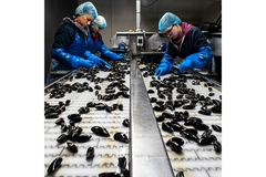 Image Mussels being processed at a factory.
