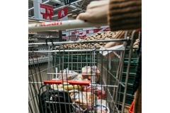 Image Grocery shopping with shopping cart.