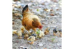 Image Brown and black hen with peep of chick outdoor.