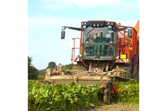 Image a tractor in a sugar beet field.