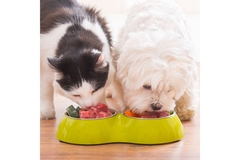 Cat and dog eating pet food