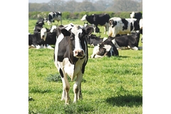 Image A black and white dairy cow in a field with a bunch of other dairy cows.