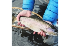 a fish in a man's hand.