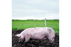 Image Pig on a farm