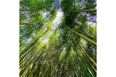 Image Bamboo forest