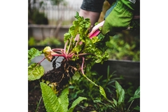 Image Lettuce.