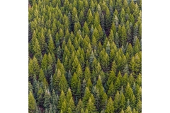 Forest.