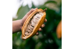 Cocoa pod.
