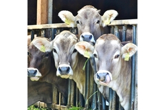 Image four cows behind a black metal rail.