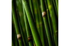 Image A close up of bamboo stems.