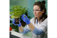 Image Genetically modified crops.