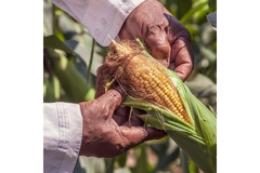 Image Maize.