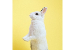 white bunny standing up