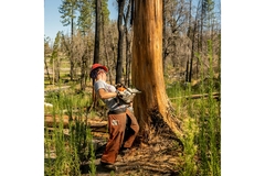 Image a man cutting a tree.