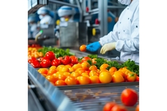 tomatoes on a conveyor belt.