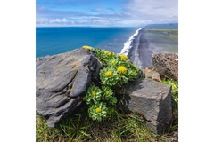 Image Rhodiola Rosea
