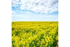 Image open field of canola plants