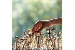 A hand touching a group of mushrooms.